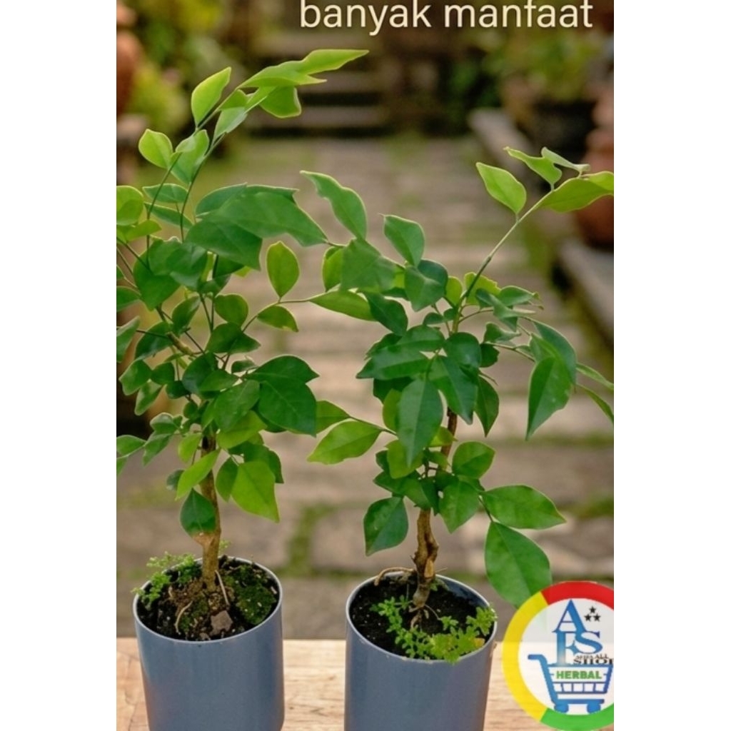 bibit herbal kemuning jawa lokal bahan bonsai