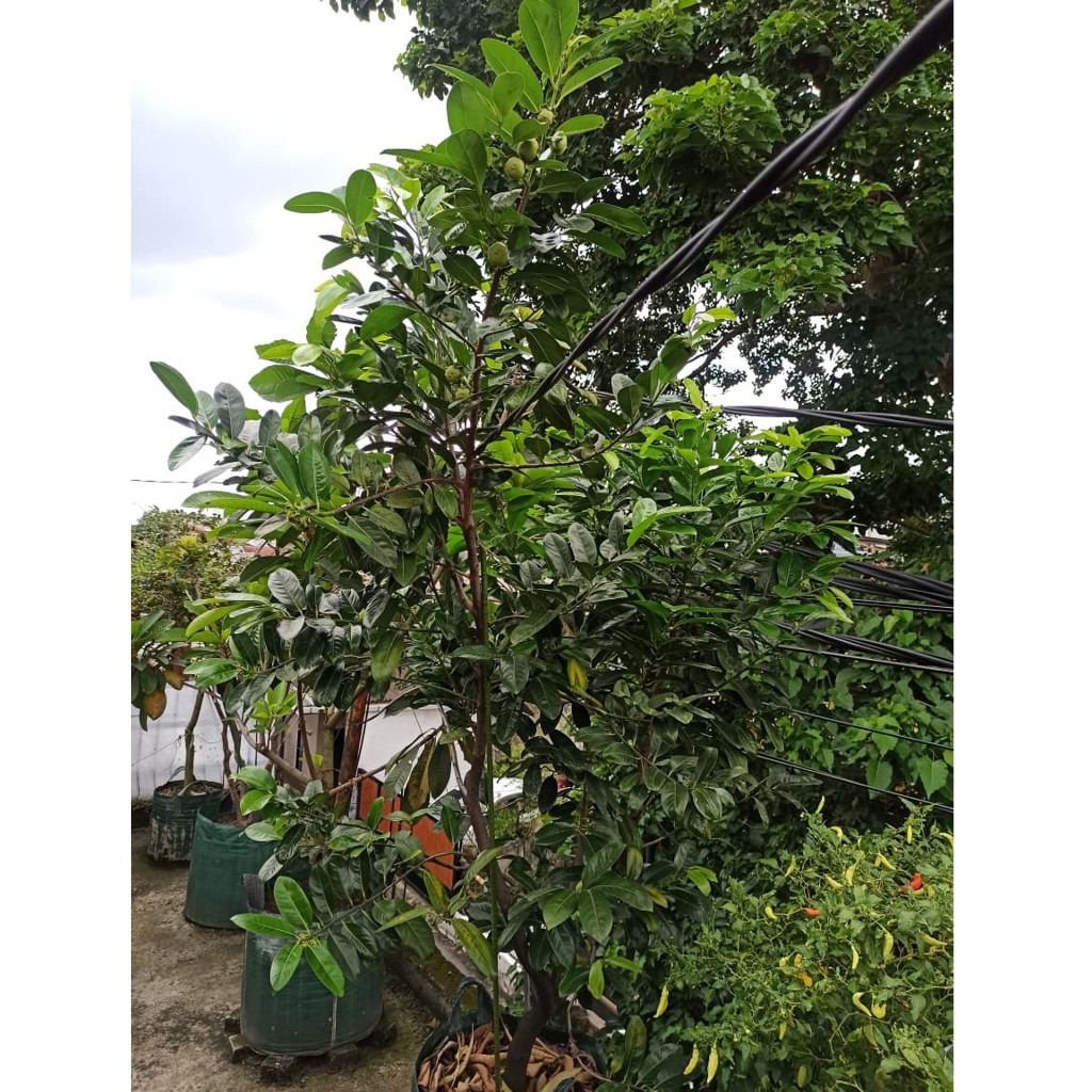 Tanaman Black Sapote kondisi Berbuah Tinggi sekitar 2 mtr Khusus Area Bandung Kota