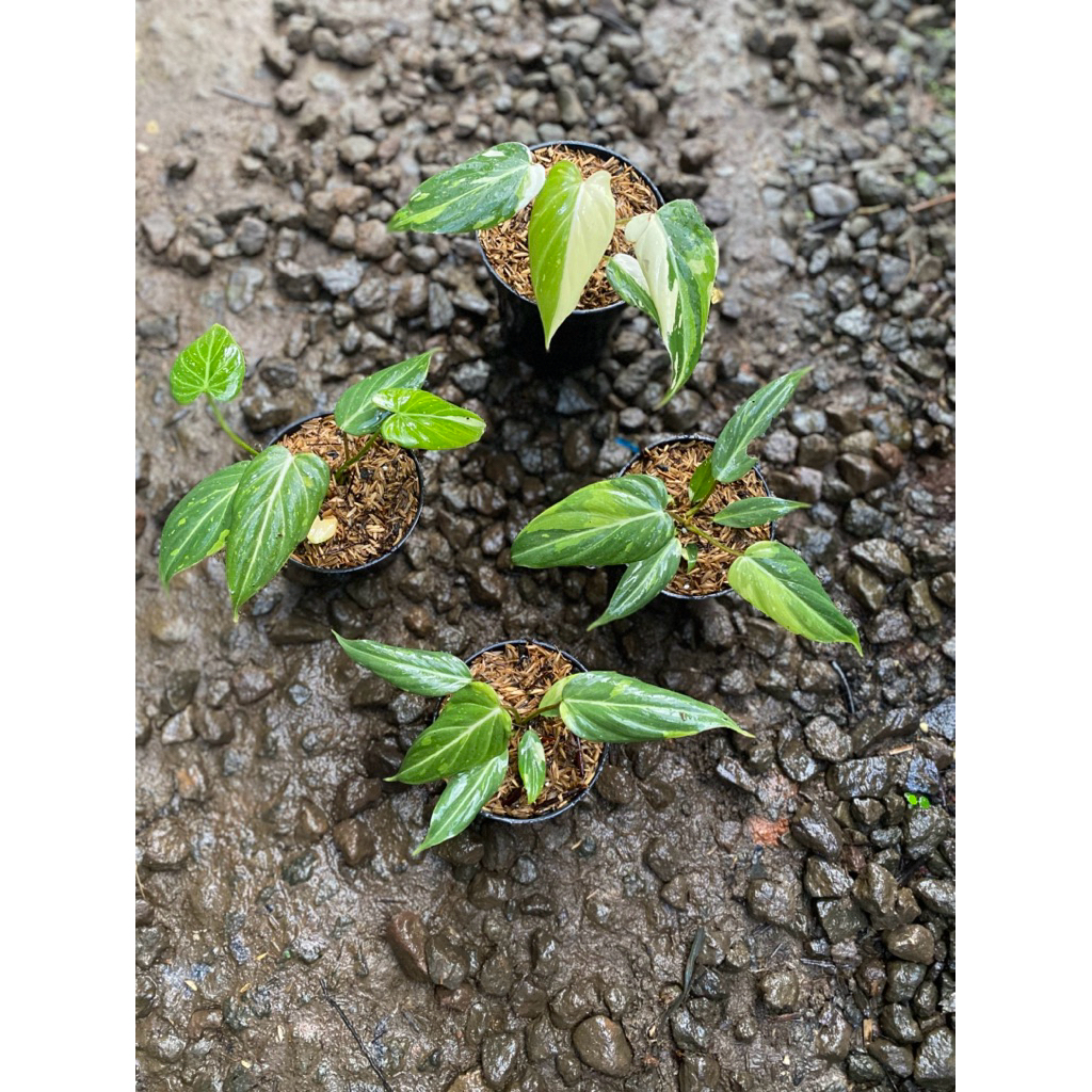 philodendron gloriosum variegata