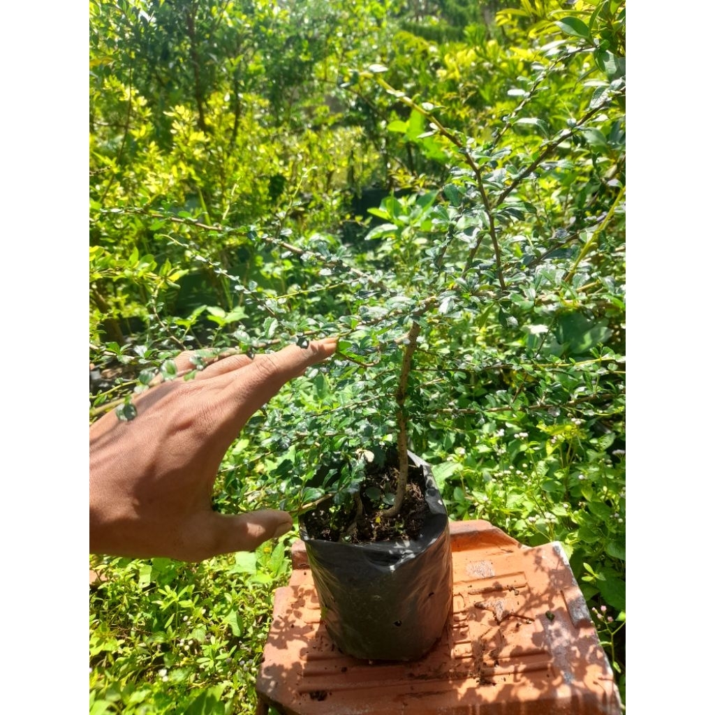 bibit hokiantea/hokiantea micro/hokianti buah