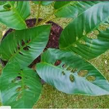 Tanaman hias Rhaphidophora foraminifera (duda bolong)