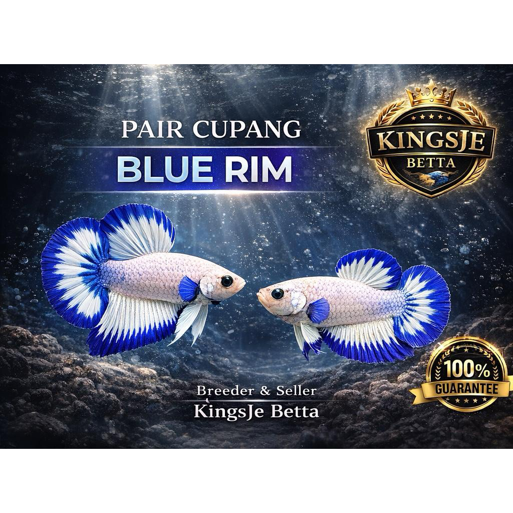 [Blue Rim] Cupang Blue Rim | NO BOCOR | TOP GRADE RANDOM