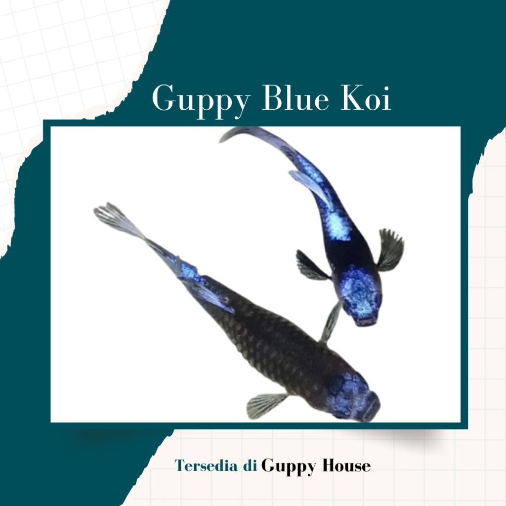 Hiasan Aquarium Guppy Blue Koi Induk 3 Pair