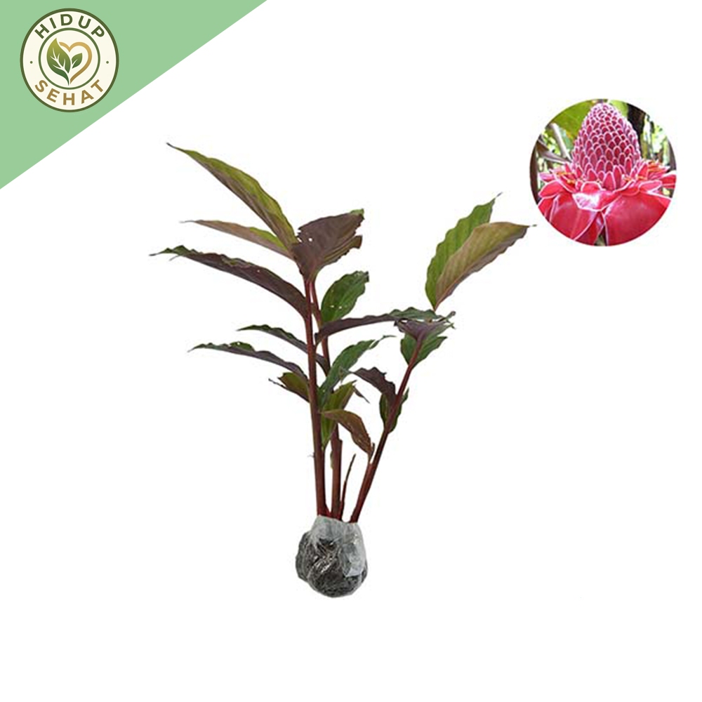 Bibit Tanaman Kecombrang Merah Segar Sehat