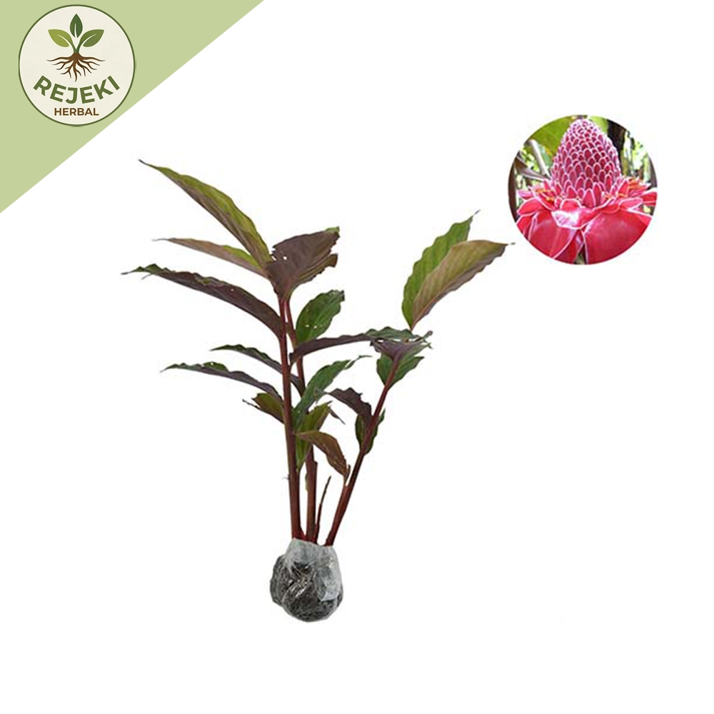 Bibit Tanaman Kecombrang Merah Segar Sehat