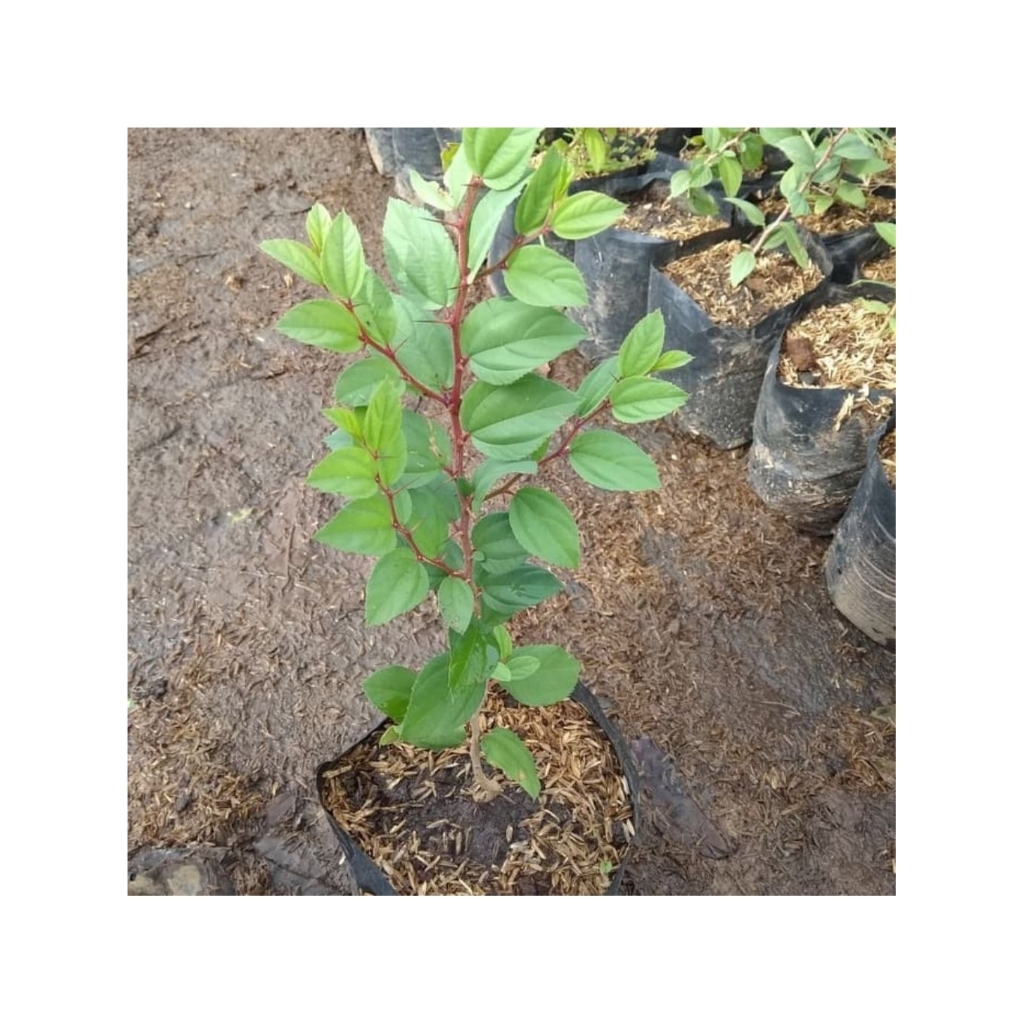 Bidara - Tanaman Hias Bidara Arab Asli - Pohon Bidara Arab