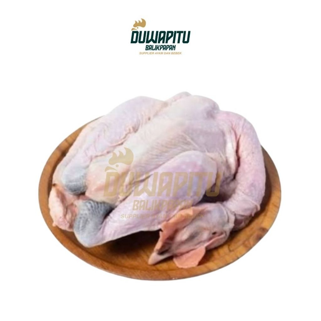 Ayam Kampung Sedang Segar Hidup - Duwapitu Balikpapan