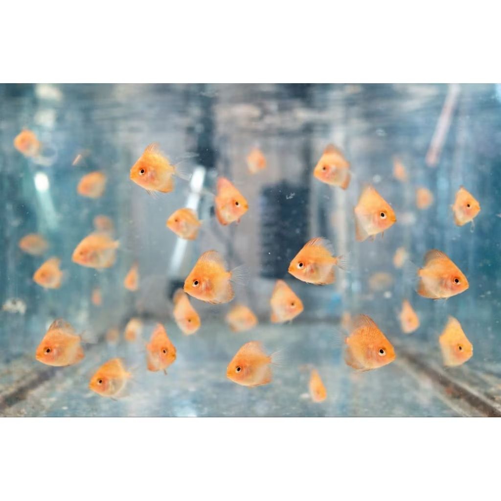 Burayak Baby Discus Red Series – Sehat & Aktif