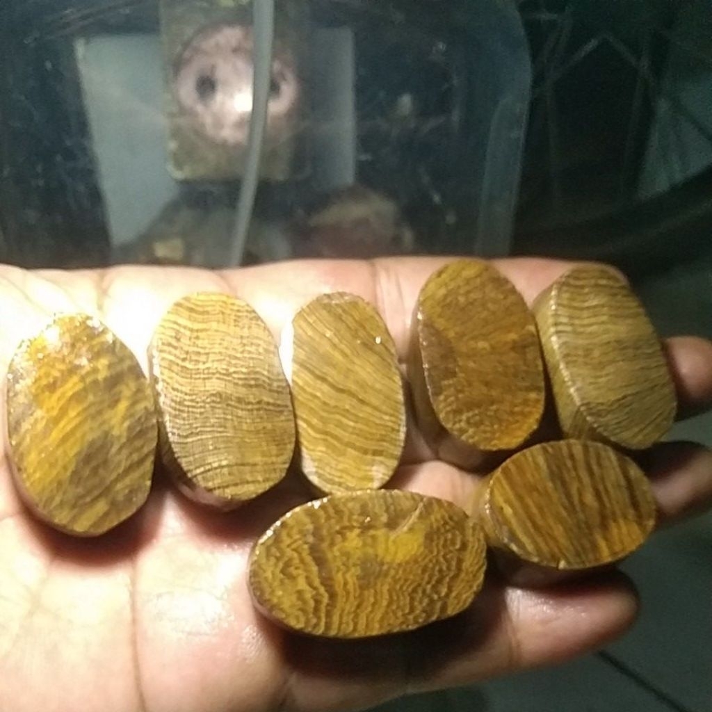 BATU FOSIL GALIH CEMARA PURBA LANGKA