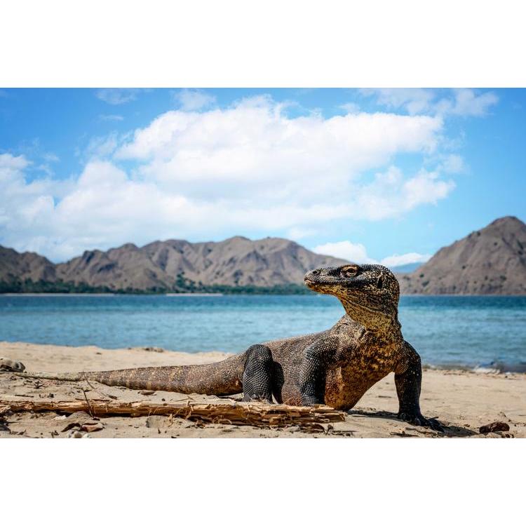 Open Trip Labuhan Bajo