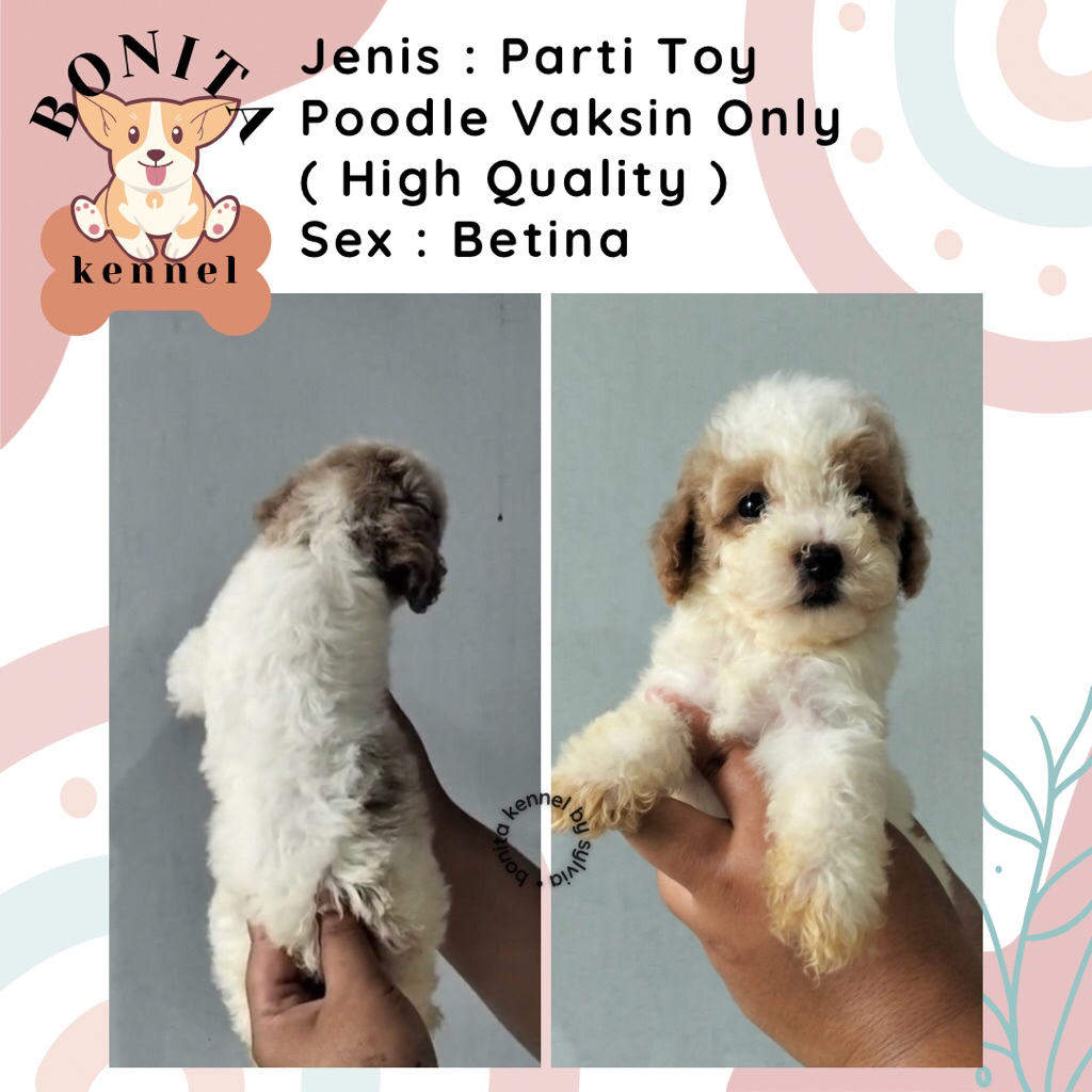 Particolor Tiny Poodle Non Stambum Anak Anjing Poodle Jantan Betina