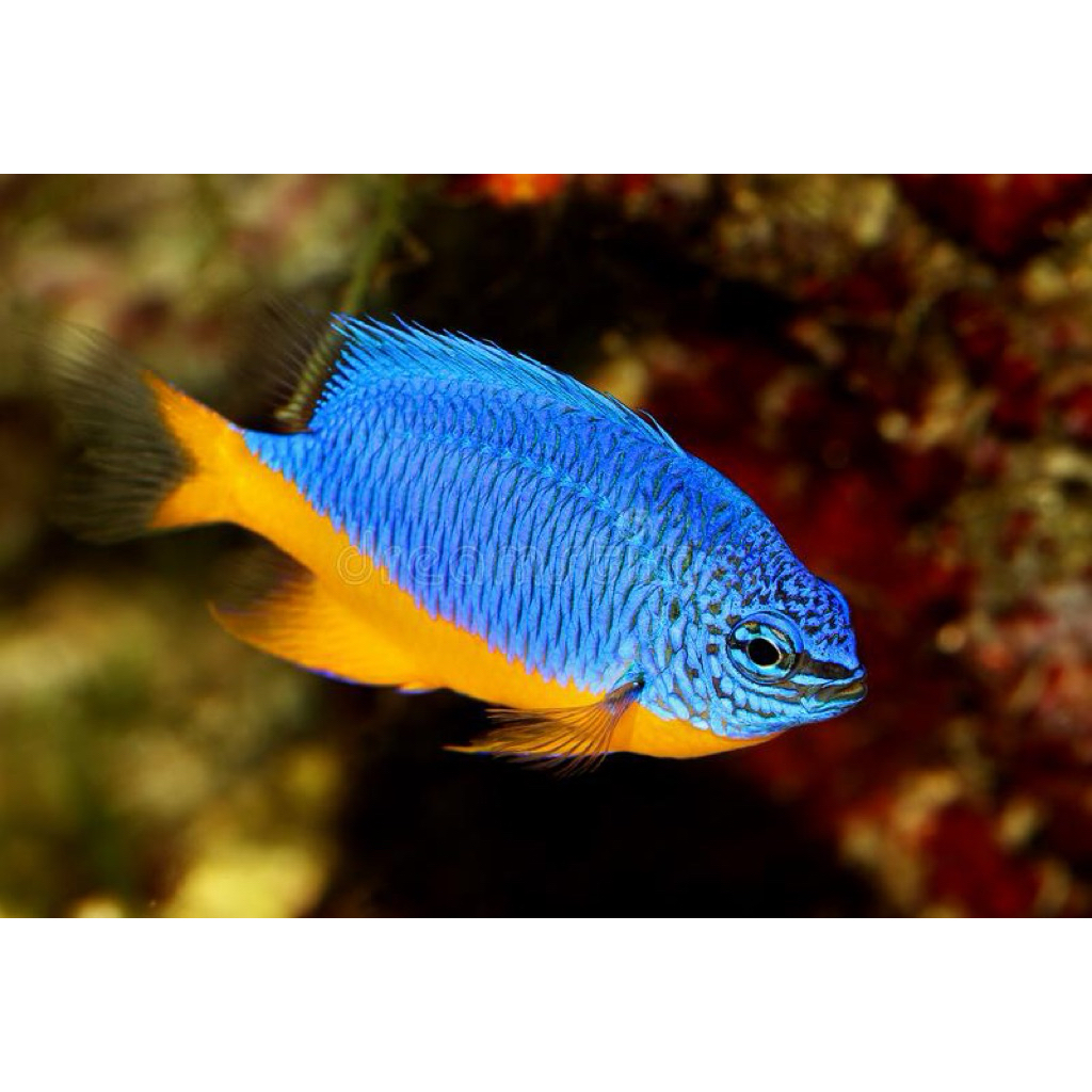 ikan betok kupang royal damsel air laut