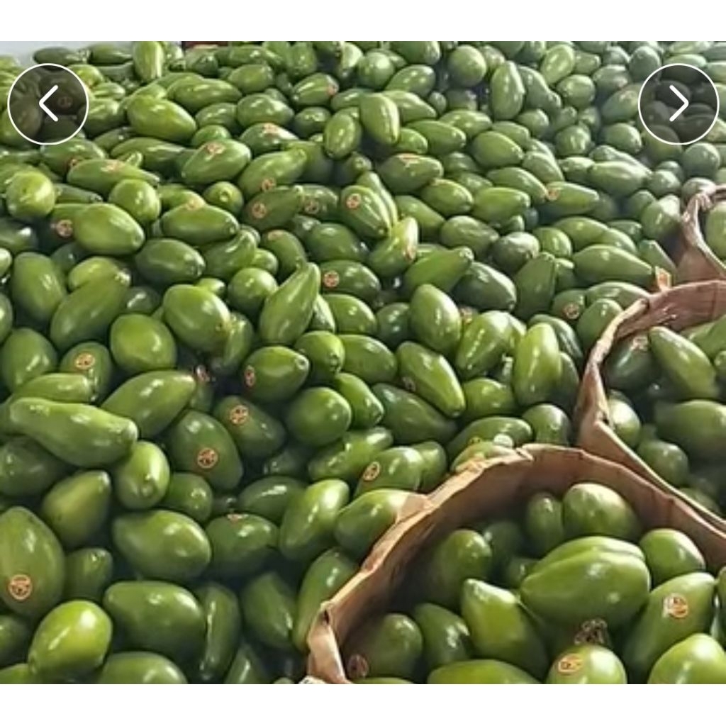 alpukat mentega siger lampung