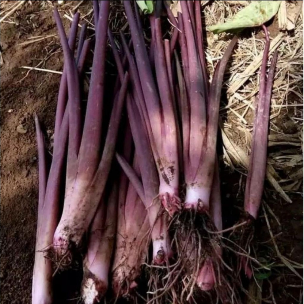 bibit talas ungu/talas kimpul pulen