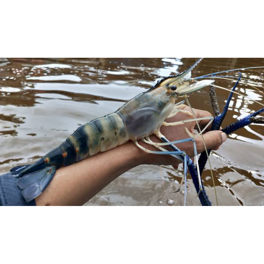 udang galah hidup jumbo