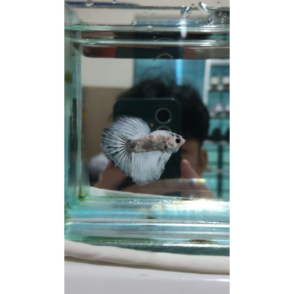 Hiasan Aquarium Cupang Ori Thailand OHM Silver cooper