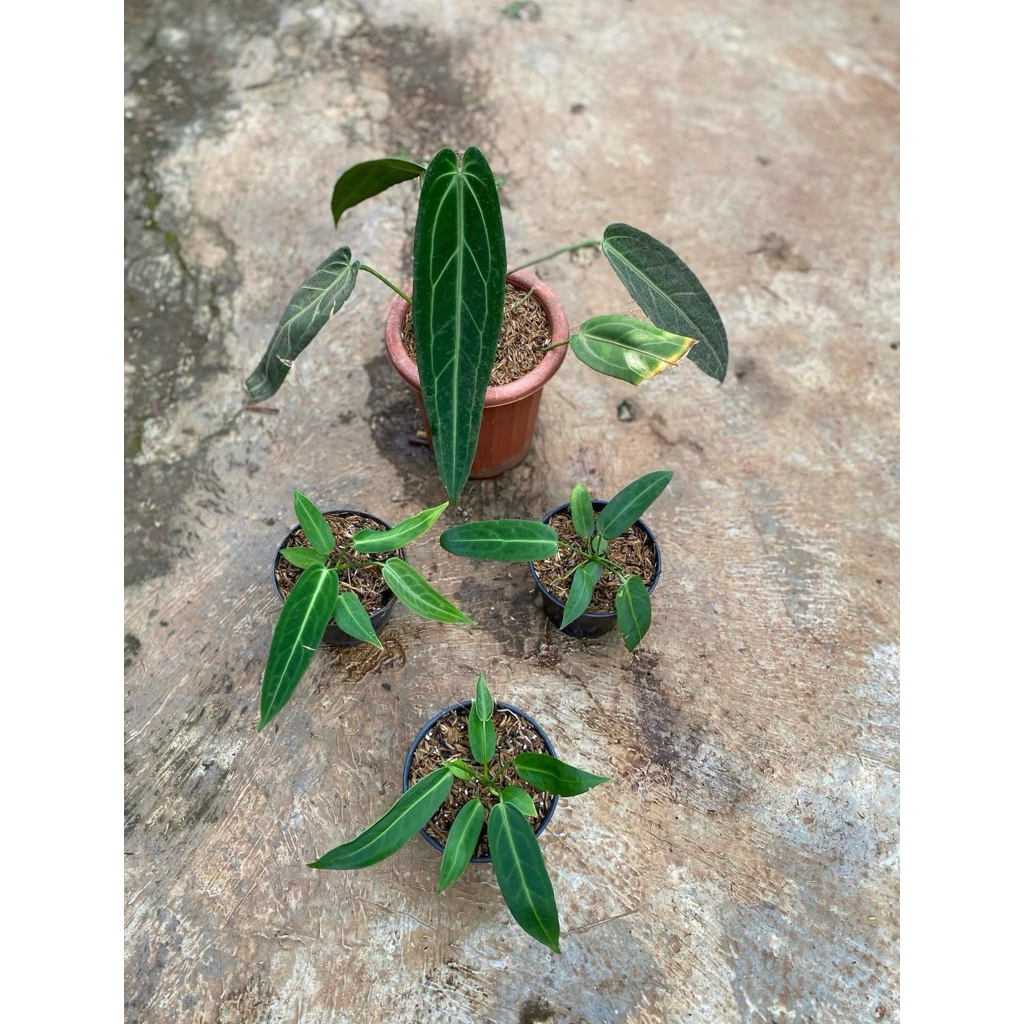 Anthurium Warocqueanum -anthurium lidah gajah
