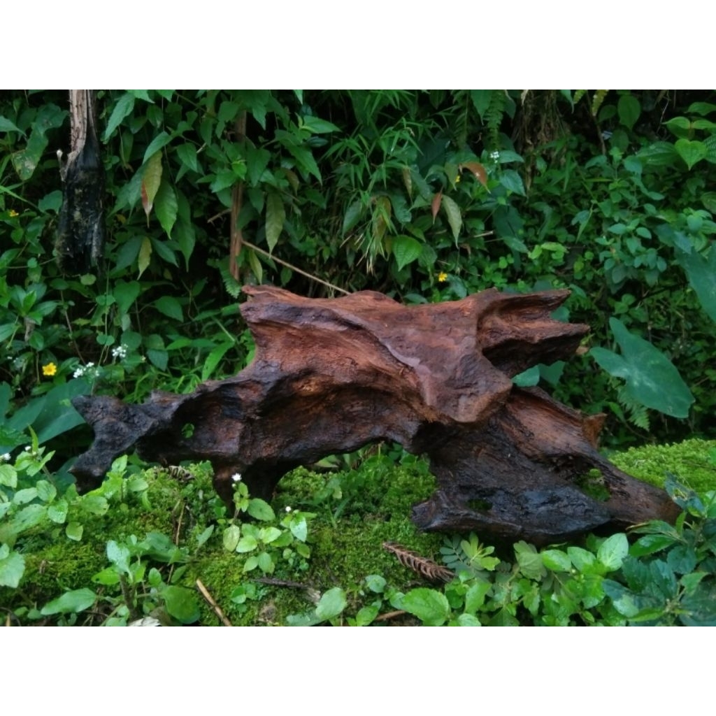 kayu rentek aquascape tenggelam