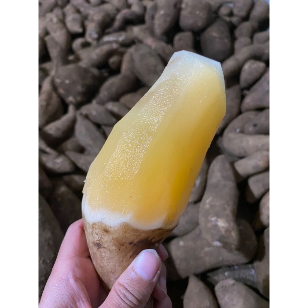 Ubi Yakon Asli Wonosobo / Ubi Yakon Mentah Manis