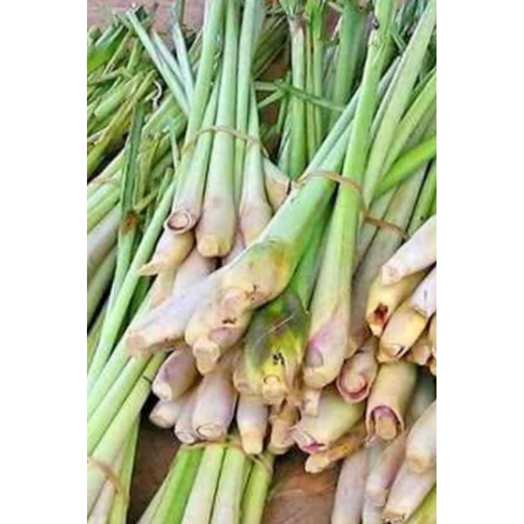 serai sereh bumbu segar 1kg