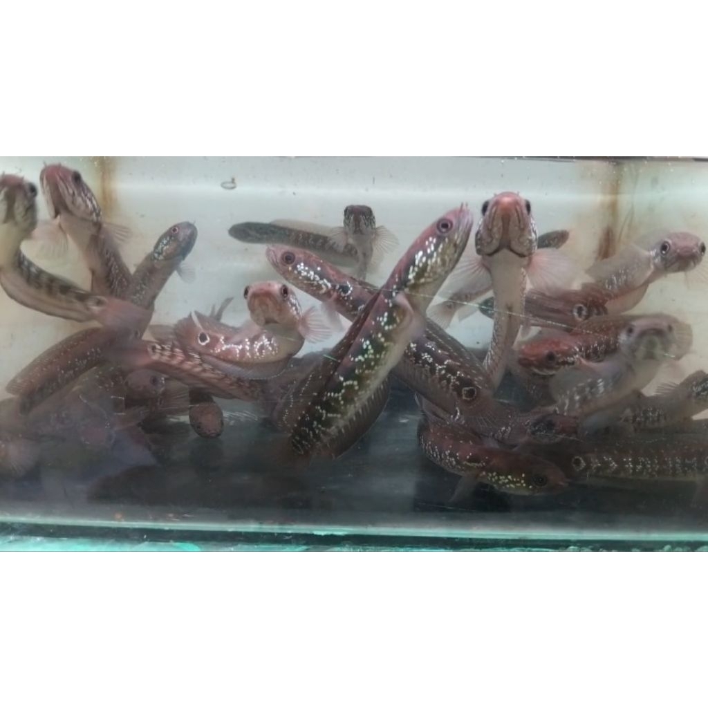 CHANNA ASIATICA 10-12CM