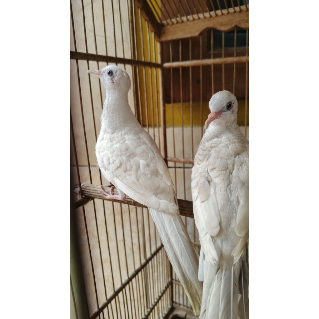 perkutut putih lurik mata merah jantan 4 bulan/ Lampung&jambi bisa kirim