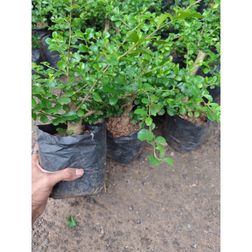 bahan bonsai hokianti