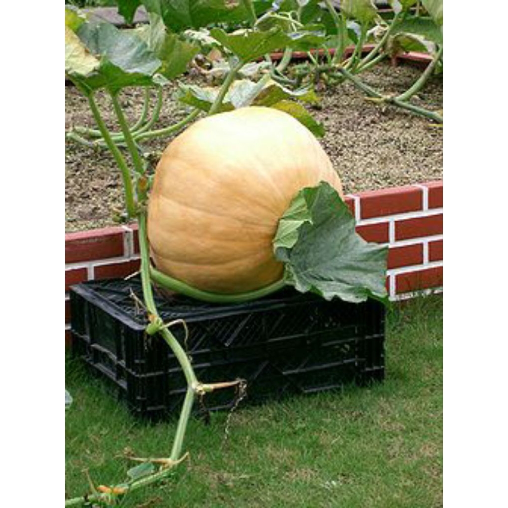 5 biji,bebih,bibit labu kuning jumbo