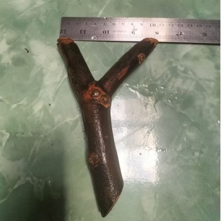 Ketapel Natural kayu jambu air