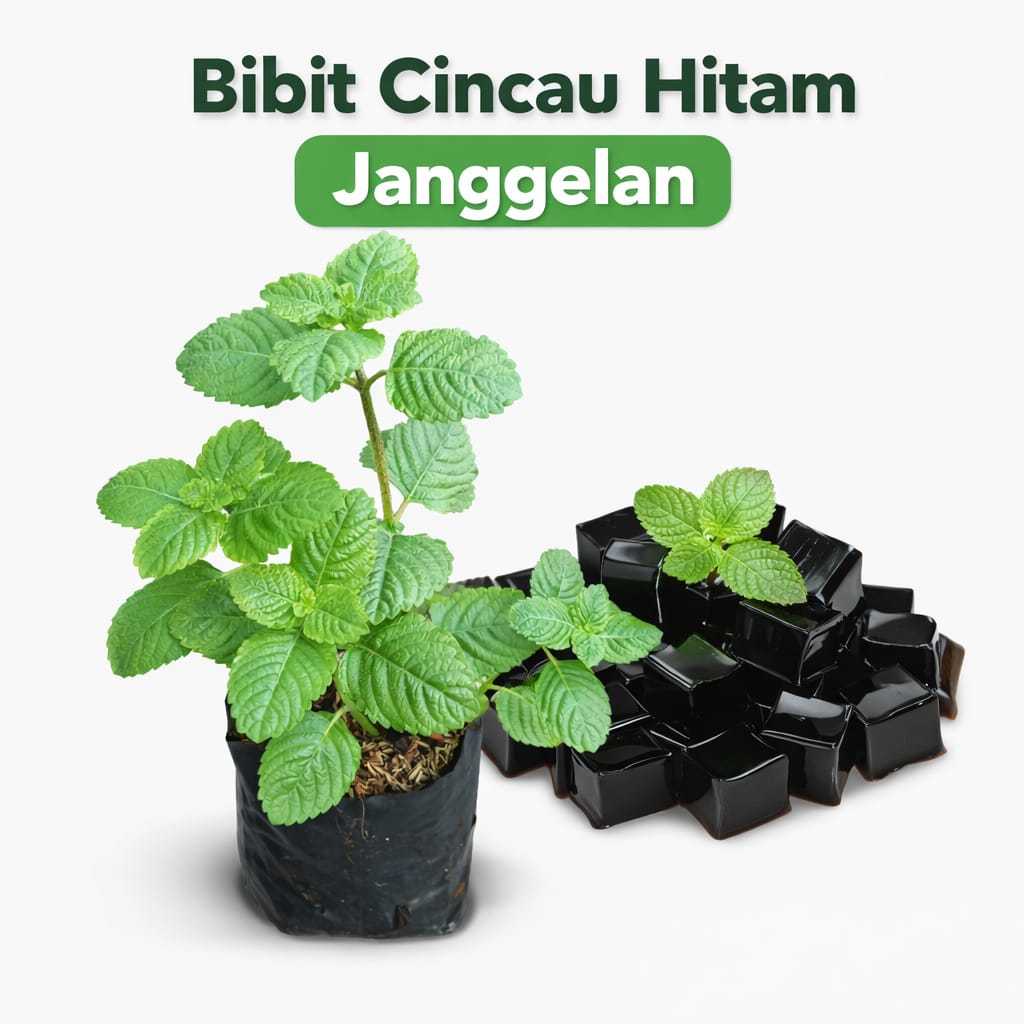 Bibit Cincau Hitam Janggelan Tanaman Cincau Hitam - Segar, Siap Tanam