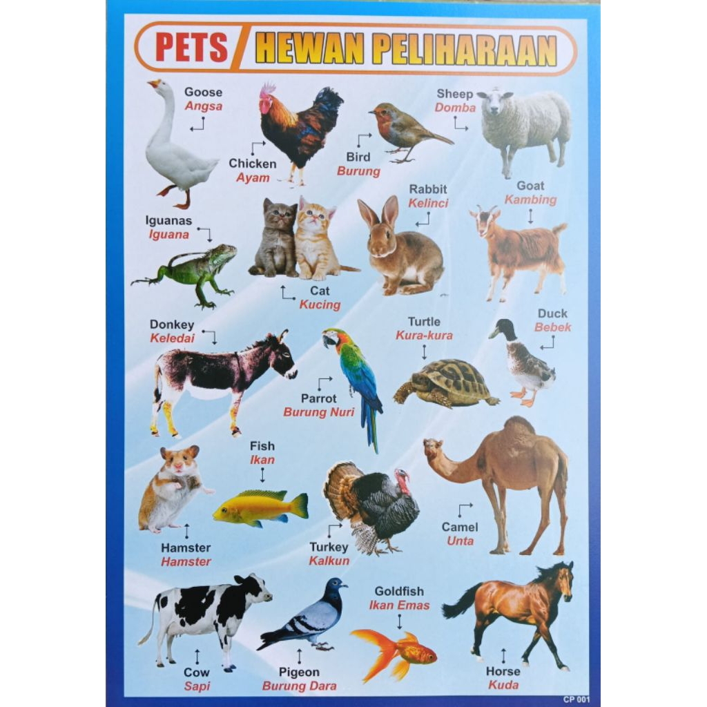 Poster Belajar Anak Paling Murah / Hewan Peliharaan