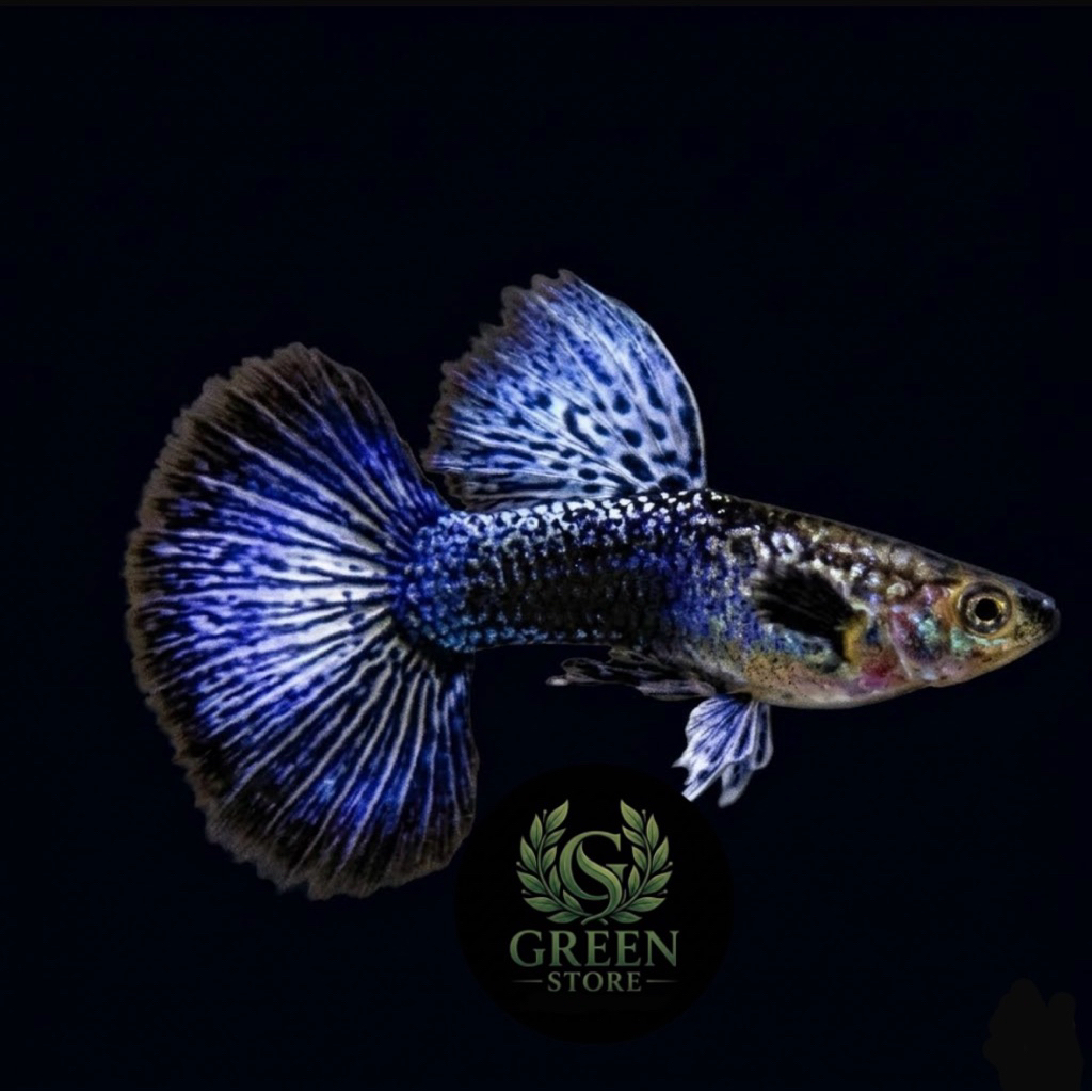 Hiasan aquarium guppy purple dragon