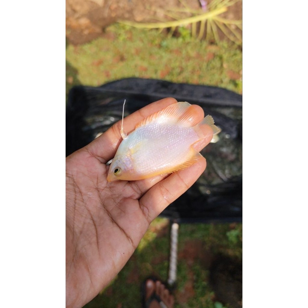 Gurame Padang 20 ekor ukuran korek kayu