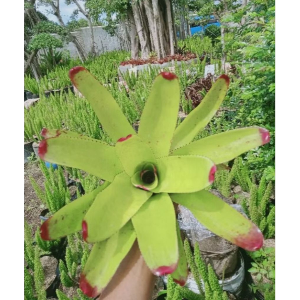 Tanaman bromelia kitek besar