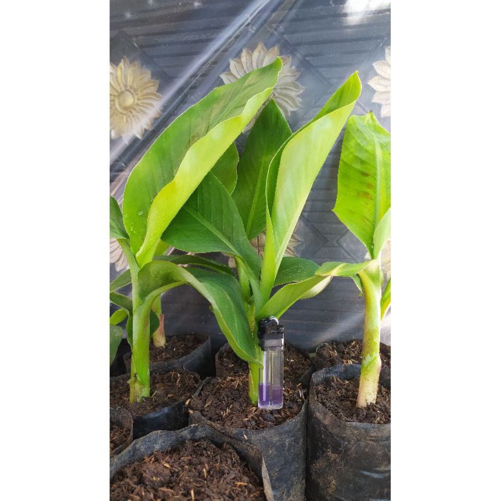 bibit /anak pisang tanduk botol cepat tumbih
