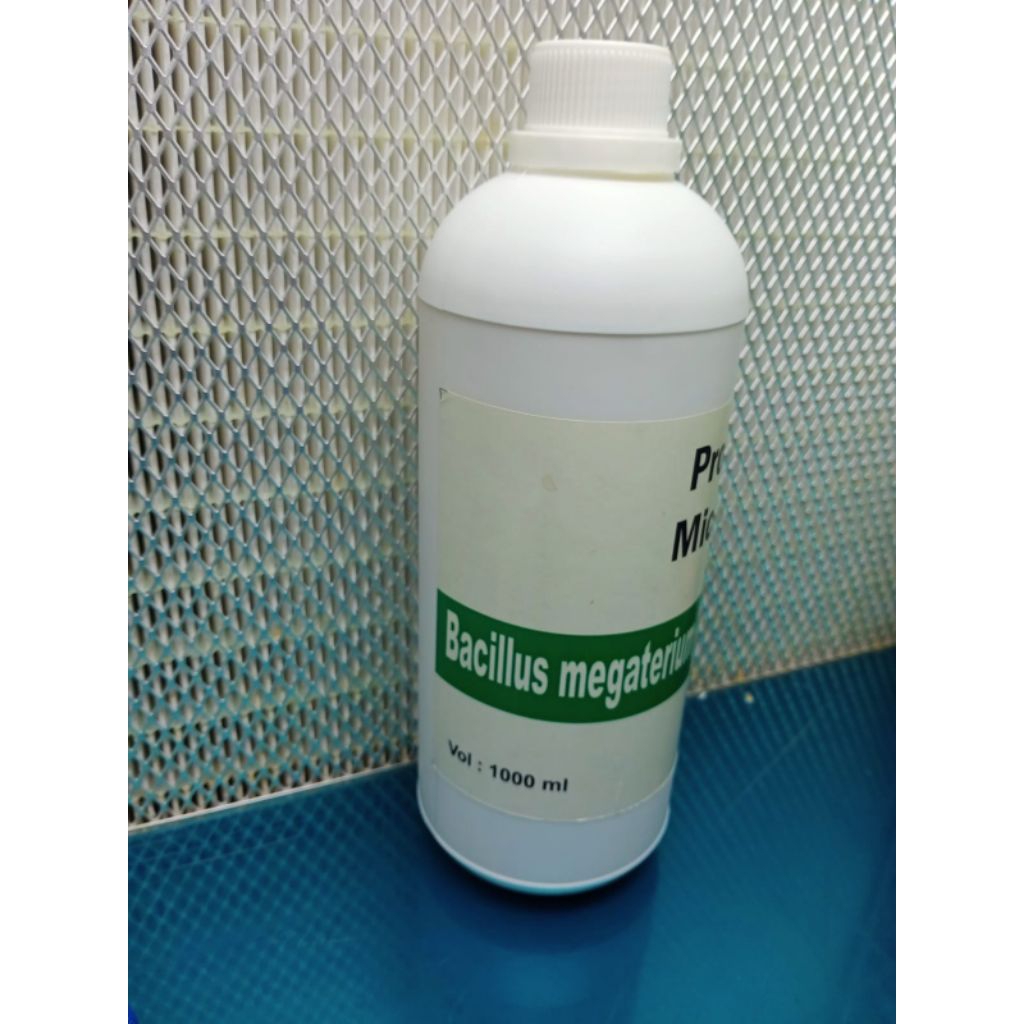 Bacillus megaterium