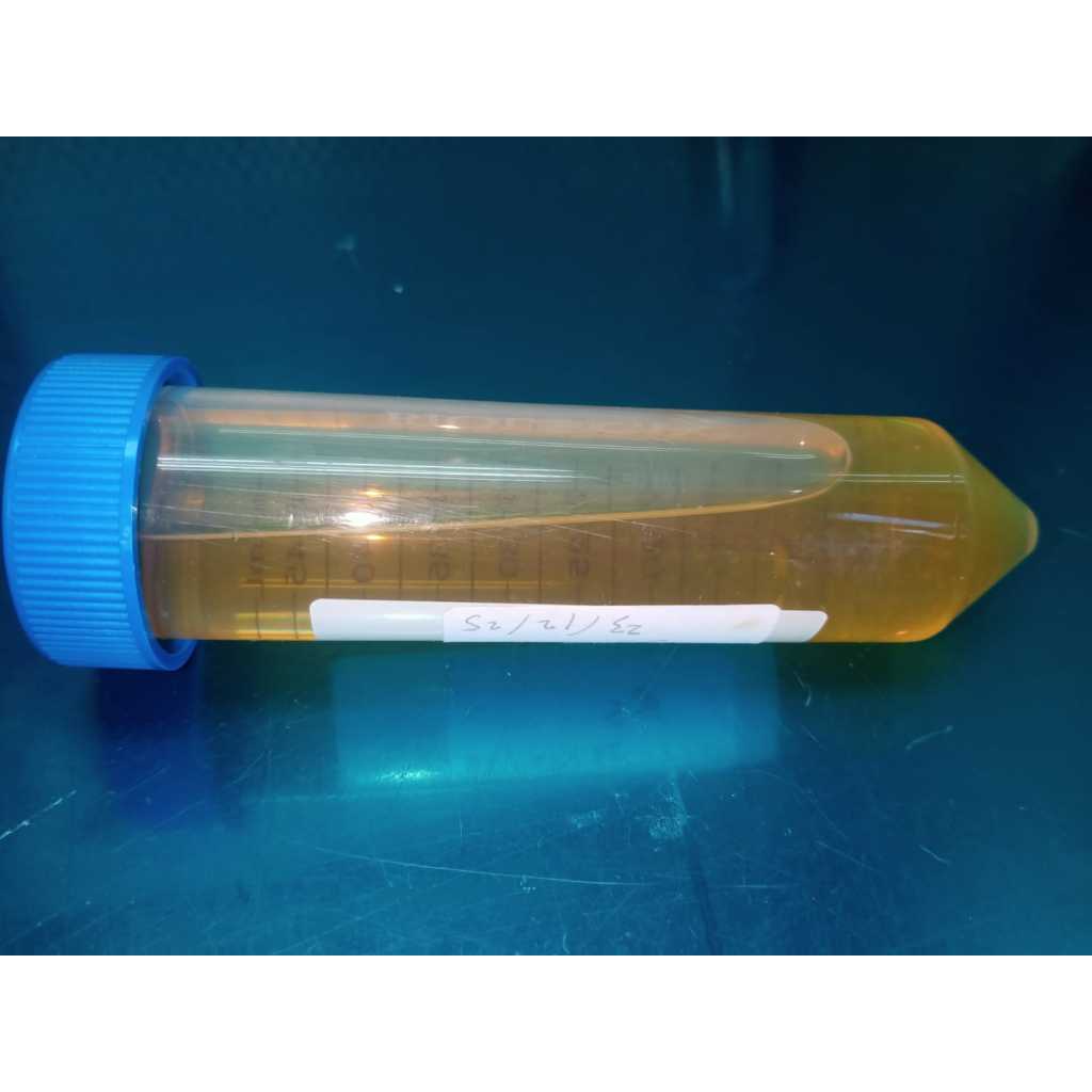 Bacillus subtilis (Media NB 50 ml)
