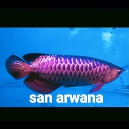 golden red bluebase Grade A high quality. lengkap serti dan chip