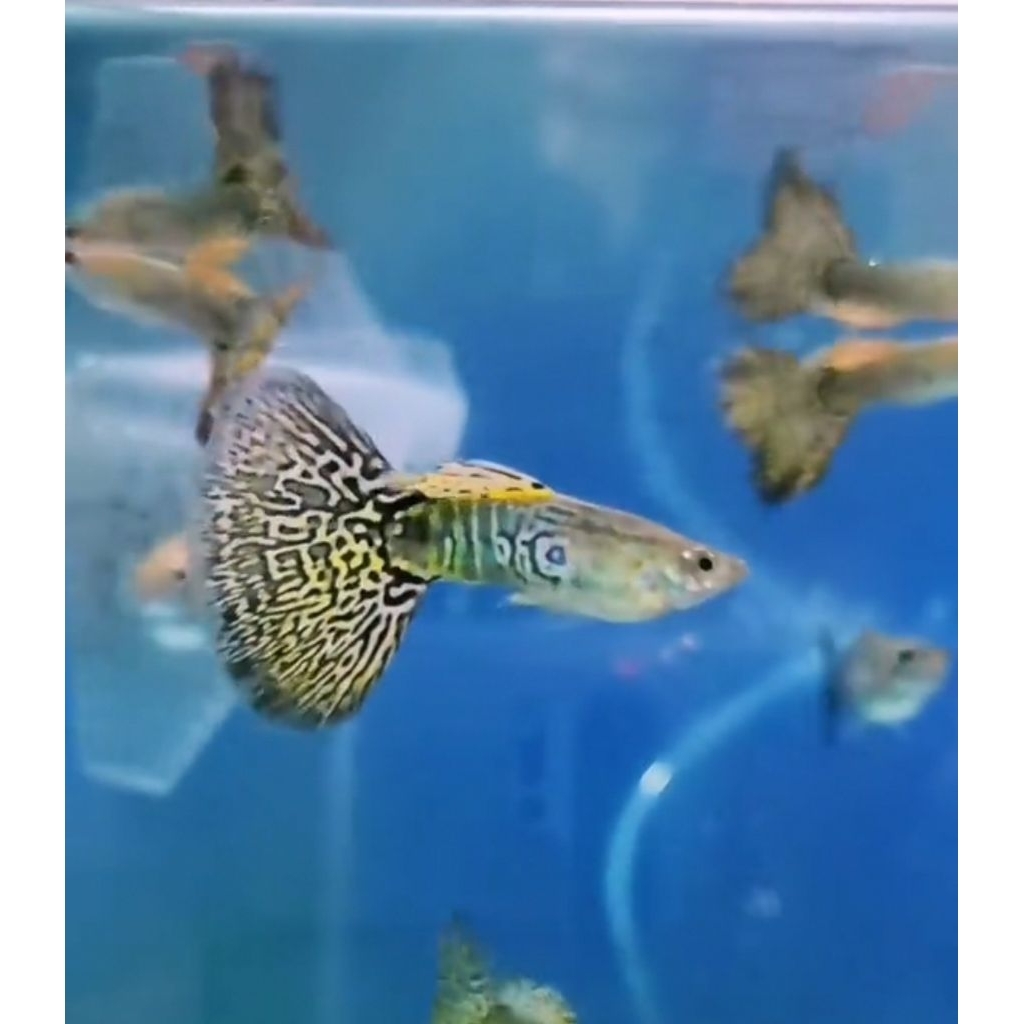 Guppy Yellow Cobra  | Grade A+ | Hiasan Akuarium