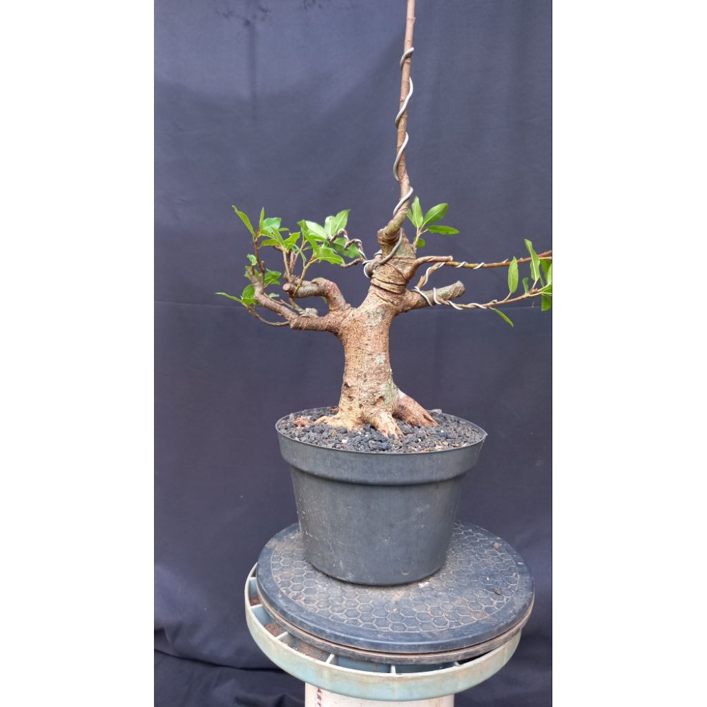 BONSAI POHON LOA/LO/FICUS RACEMOSA