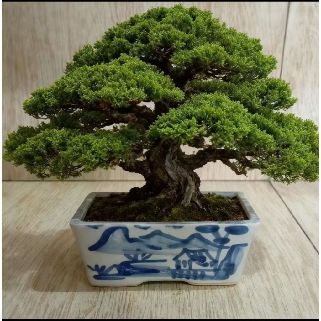 Pot Keramik Bonsai Segi 17cm Pot Tanaman Hias Pot Pohon Hias Bonsai