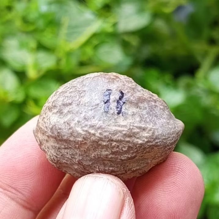 Muncang adu jabra sambalado jr kode 53.