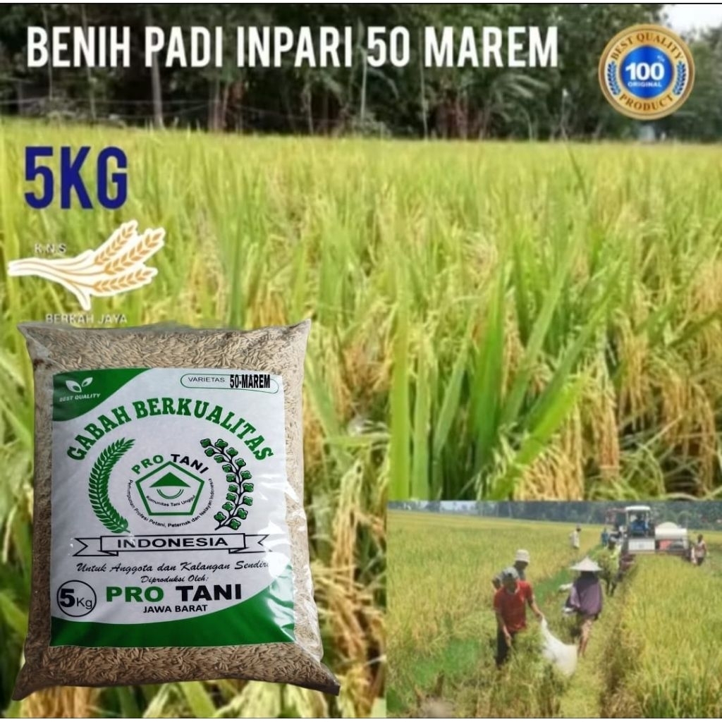 BENIH PADI 5KG INPARI-50 MAREM LABEL PUTIH ORIGINAL BERSERTIFIKAT