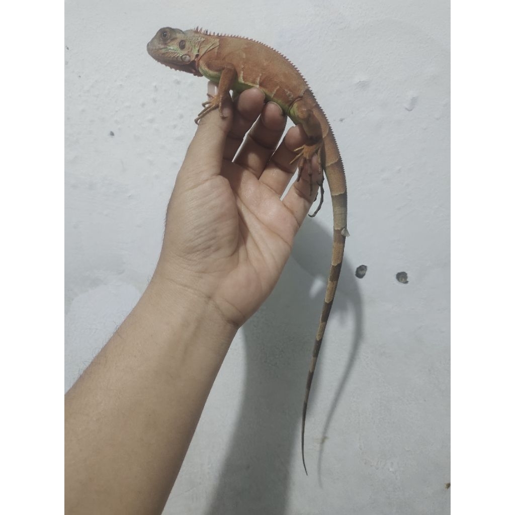 iguana super red anakan