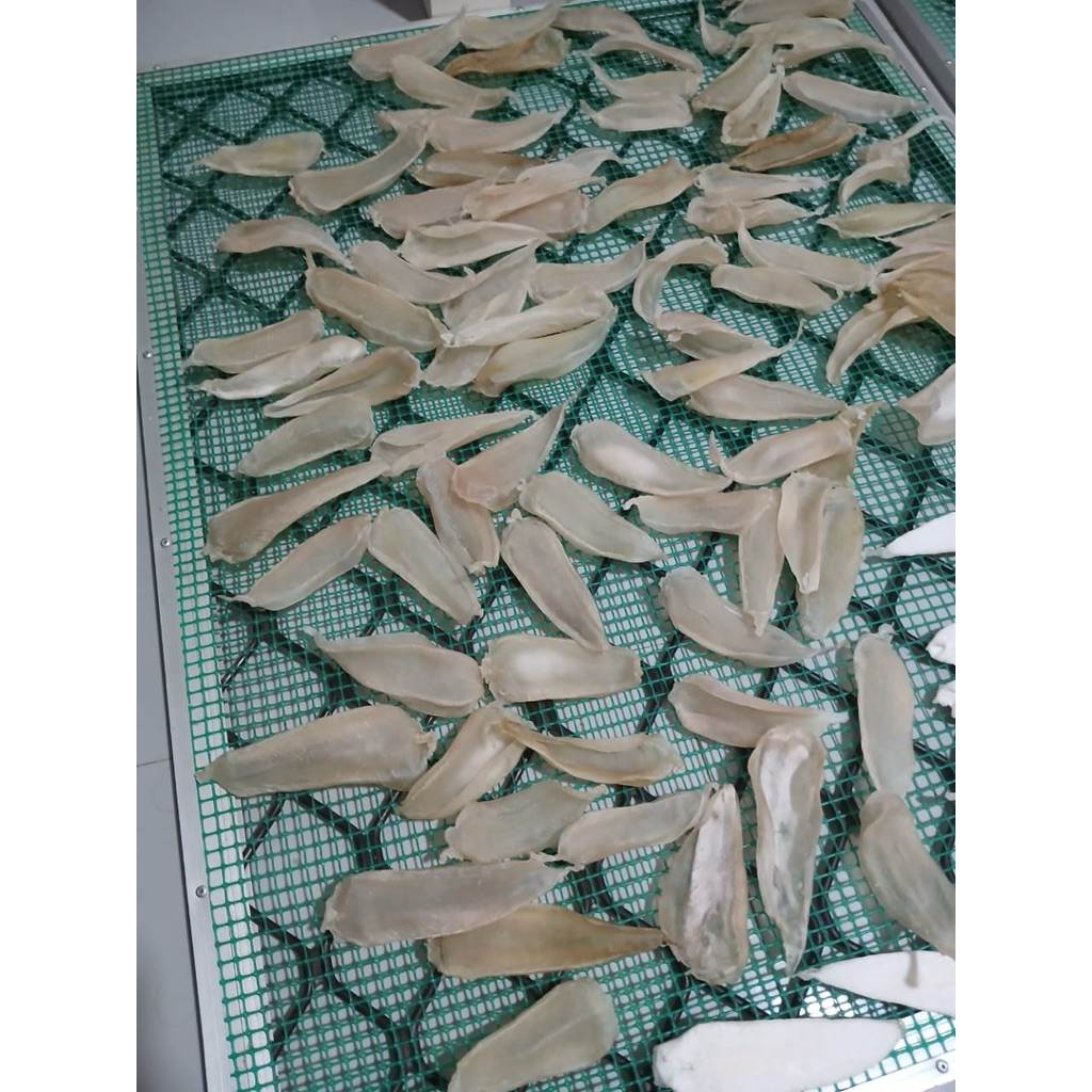 gelembung hipio ikan gulama 10gr