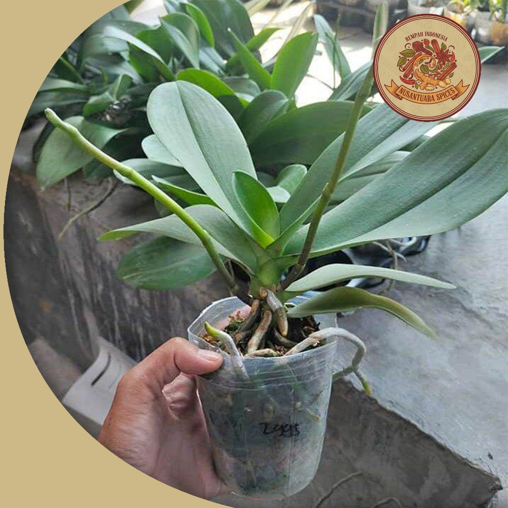 PROMO Anggrek Bulan Dewasa Dan Mini Siap Berbunga