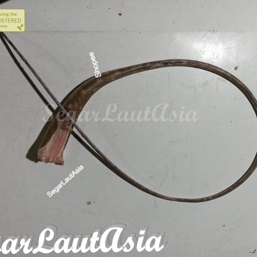 Ekor Ikan Pari Buntut Ikan Pari Ikan Pari Kering Buntut Ikan Pari Ekor Pari Buntut Pari