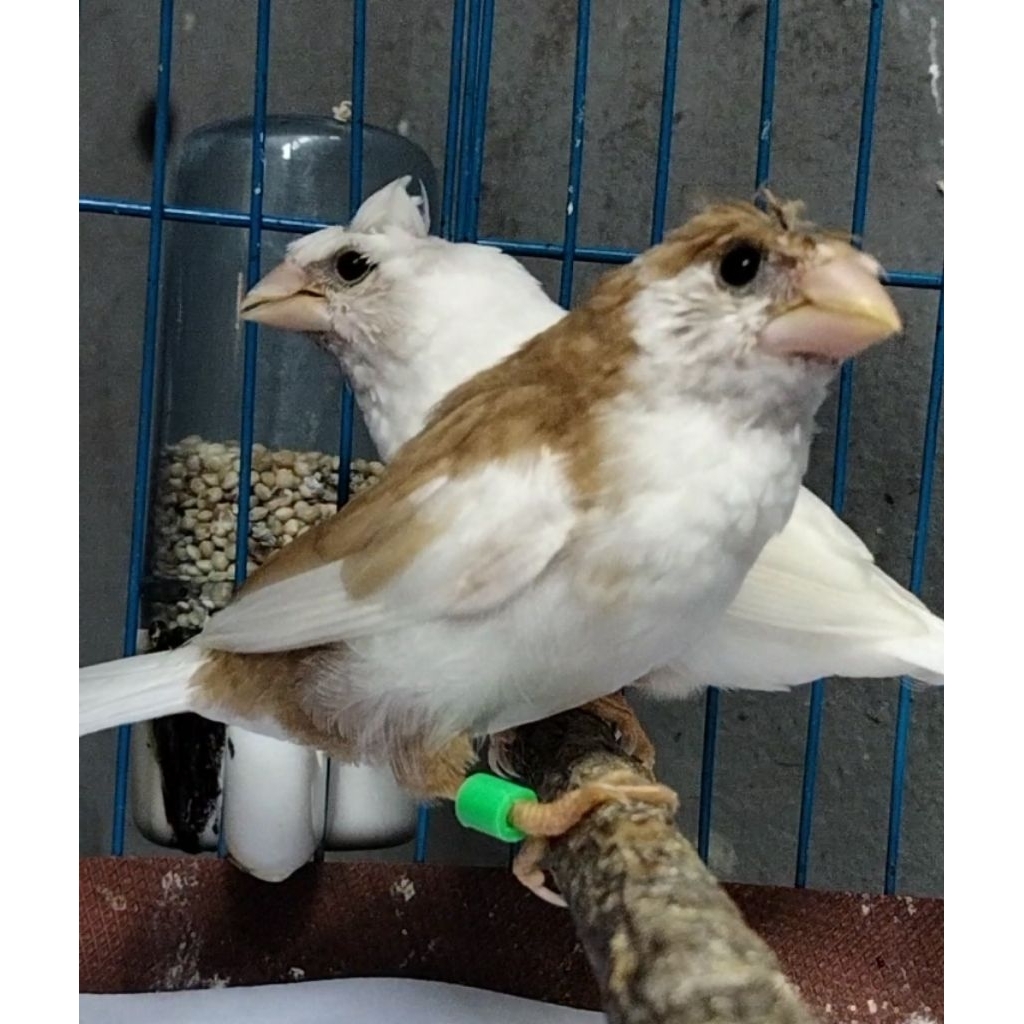 Emprit Jepang Putih x Putih Moka warna cantik