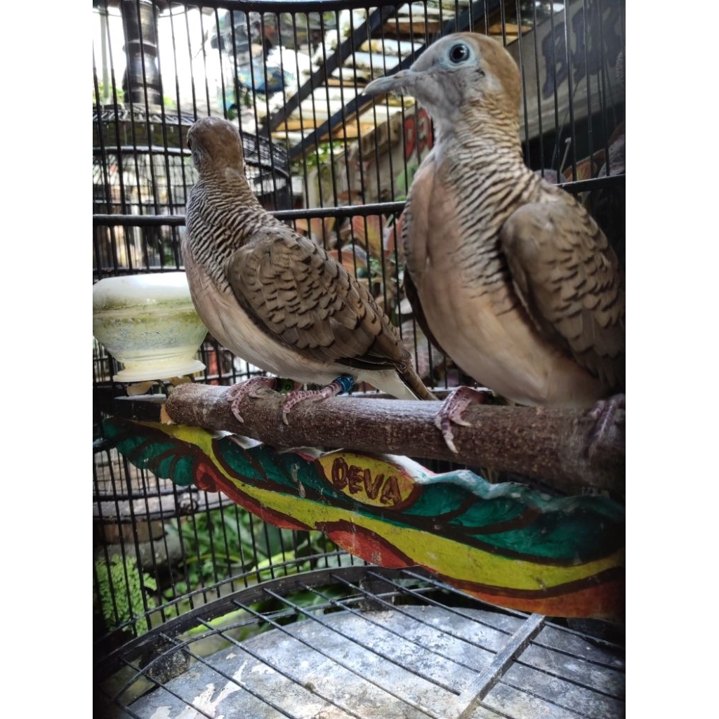 Sepasang anakan perkutut bangkok gacor