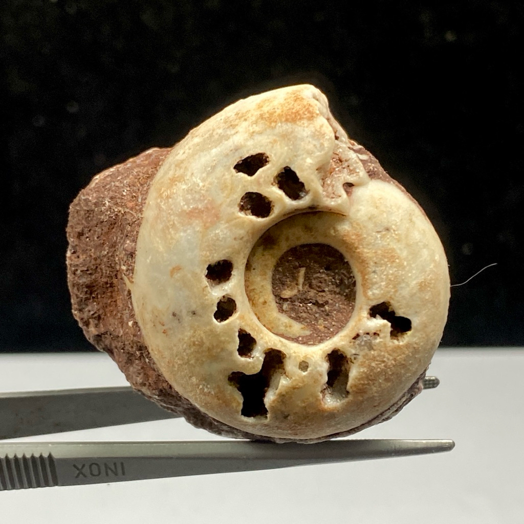 Fosil Ammonite Multicolor Dragon - Natural Ammonite Full Suture Calcite